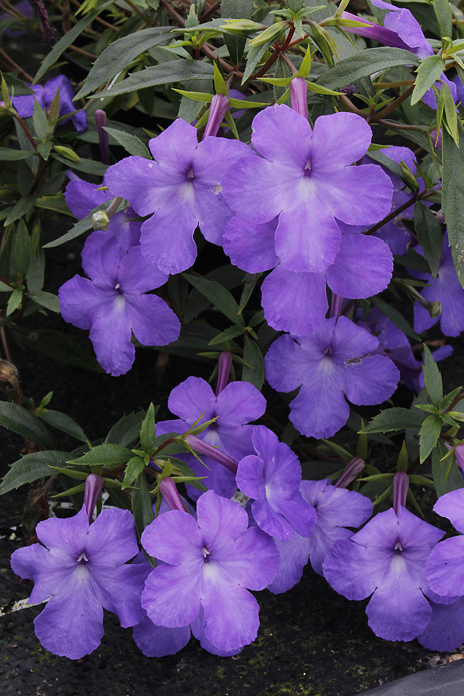 Achimenes cettoana Achimenes cettoana widows tears flowers