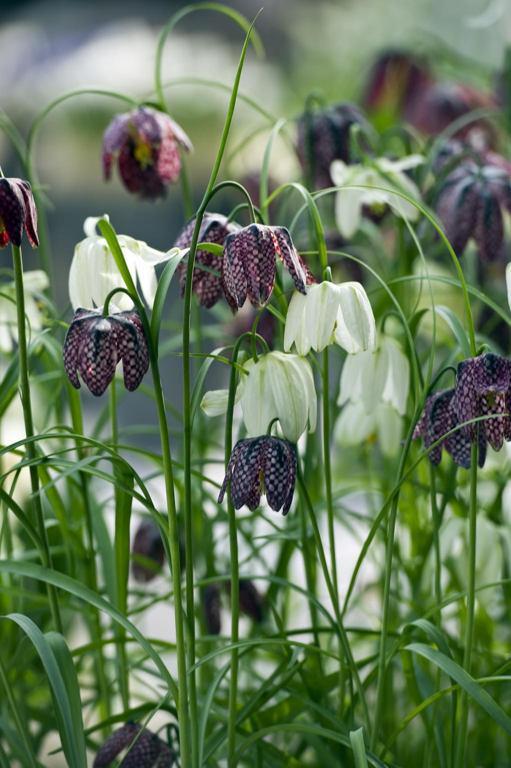 Fritillaria