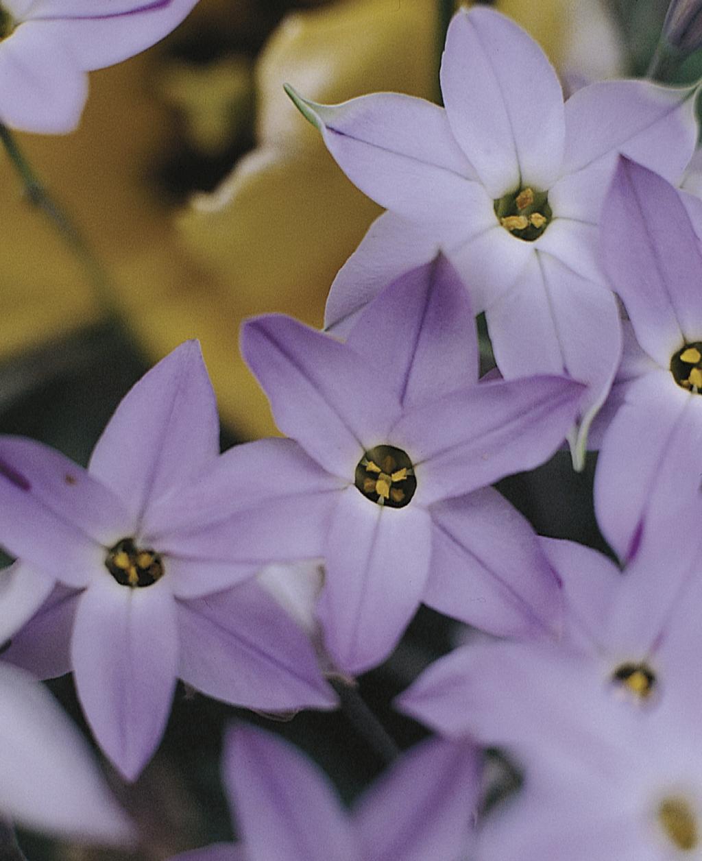 Ipheion-uniflorum