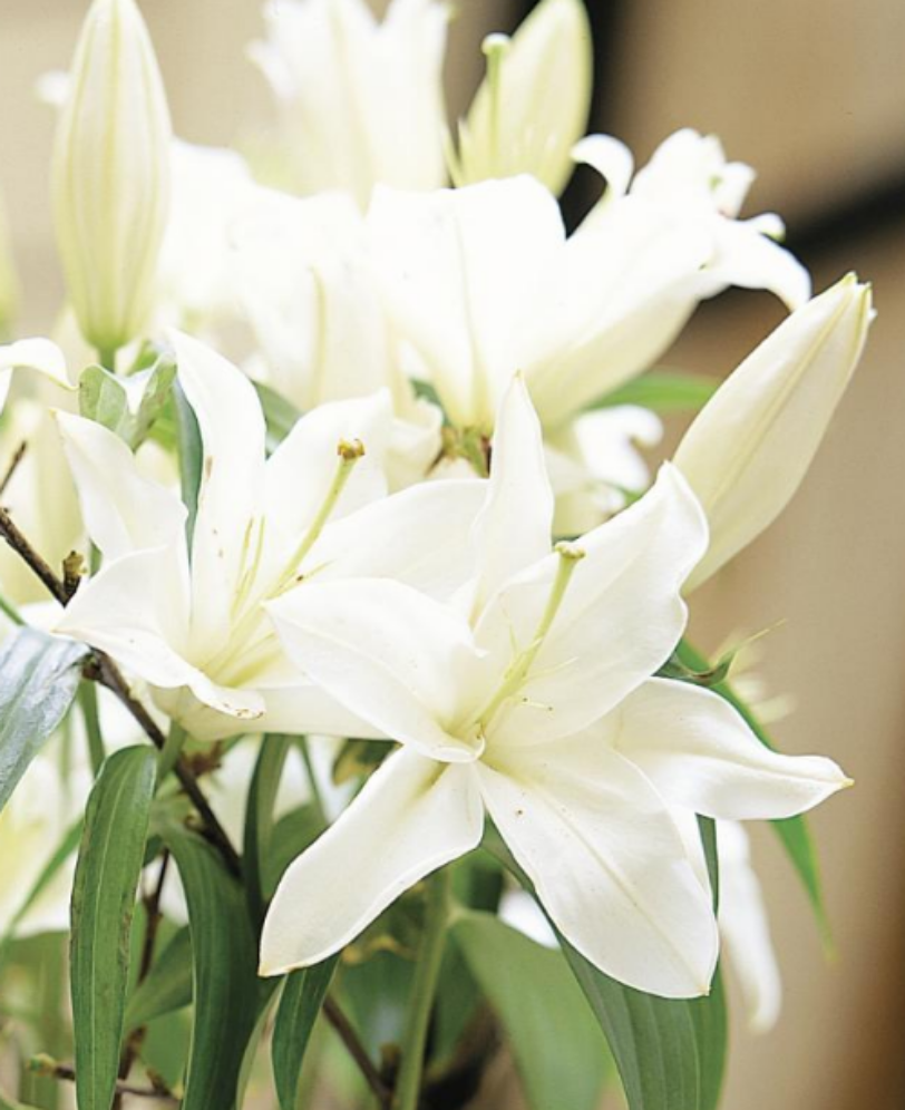 Madonna-lily