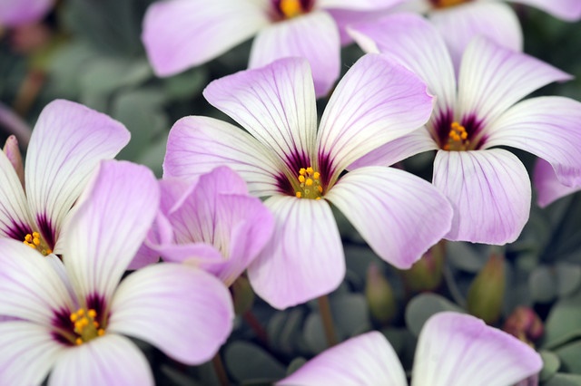 Oxalis-adenophylla
