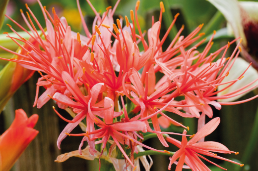 Scadoxus Scadoxus flower pink