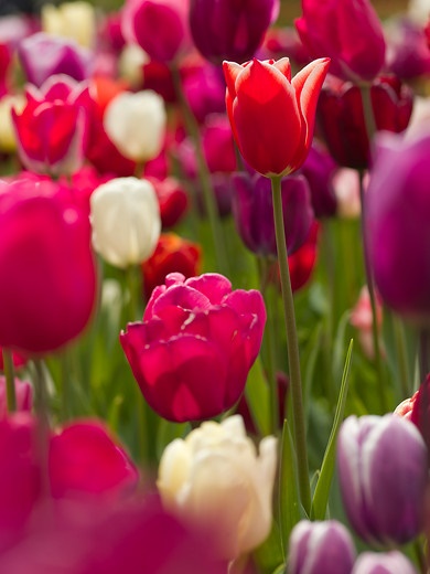 Tulip