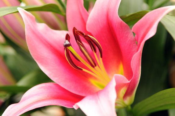 lilium