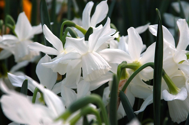 Narcissus-Triandrus