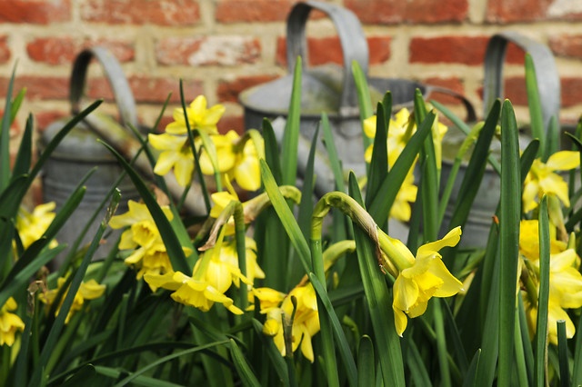 Small-cupped-daffodil
