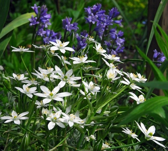 Star-of-Bethlehem
