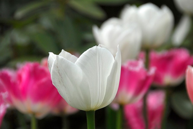 Triumph-tulip