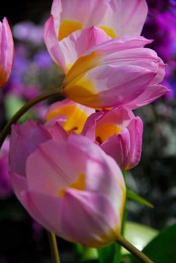 Tulip-bakeri