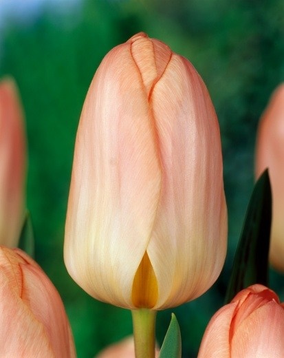 Tulip-greigii