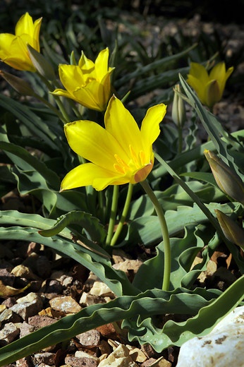 Tulipa-tarda
