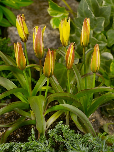 Tulipa-urumiensis