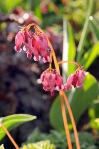 Pink flower 